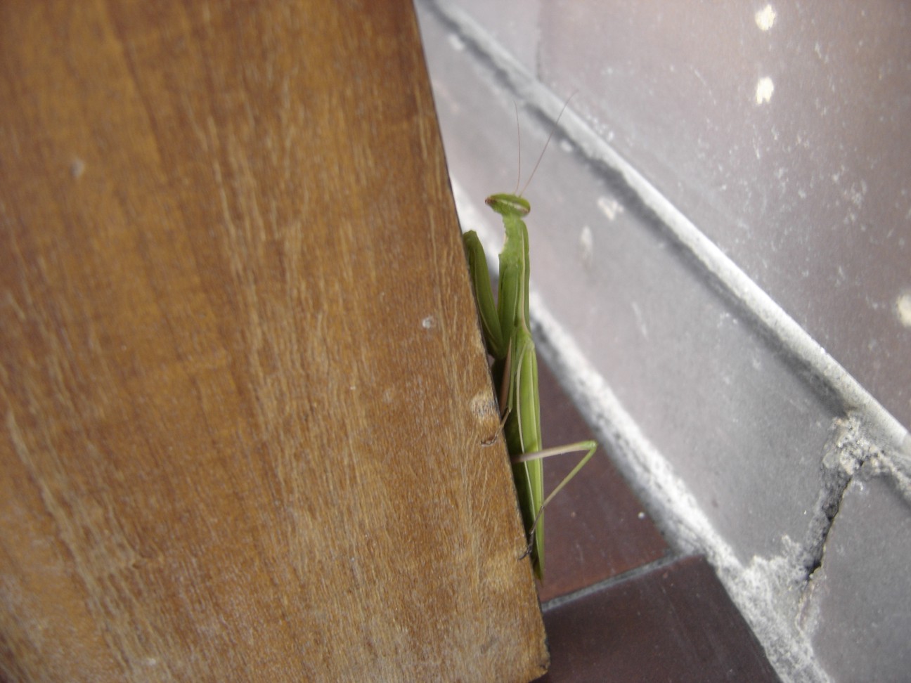 Mantide religiosa